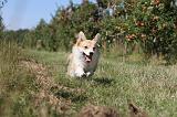 CORGI PEMBROKE 031